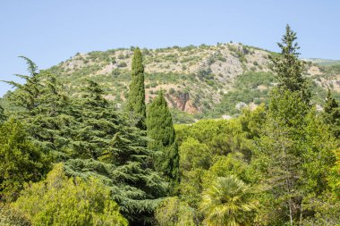 Dağ yamaçlarında yemyeşil ağaçlar ve bitkiler. Doğal parkın manzarası. Arka planda dağlar ve mavi gökyüzü.