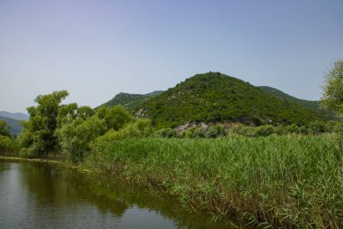Resimli nehirdeki yaz manzarası. Güzel, yeşil ve bereketli bir sahil. Suyun yakınındaki ağaçlar ve bitkiler. Doğal parkın manzarası. Arka planda dağlar ve mavi gökyüzü.