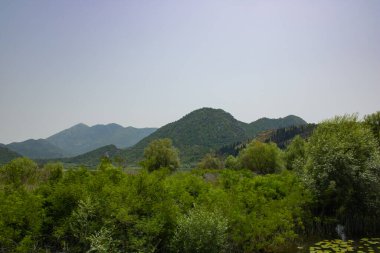 Resimli nehirdeki yaz manzarası. Güzel, yeşil ve bereketli bir sahil. Suyun yakınındaki ağaçlar ve bitkiler. Doğal parkın manzarası. Arka planda dağlar ve mavi gökyüzü.