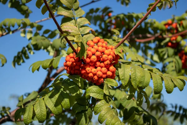 Rowan Una Rama Cielo Azul Fondo Red Rowan Rowan —  Fotos de Stock