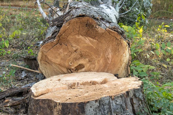 Gevelde Boom Het Bos Stomp Boomstam — Stockfoto