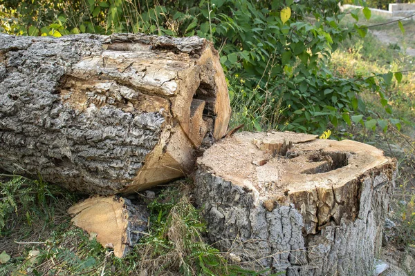 Copac Tăiat Pădure Stump Trunchi Copac — Fotografie, imagine de stoc