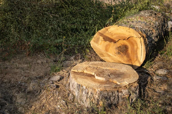 Έπεσε Ένα Δέντρο Στο Δάσος Σταμπ Κορμός Δέντρων — Φωτογραφία Αρχείου