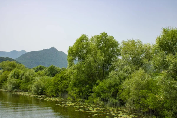 Vista Verão Pitoresco Rio Bela Verde Exuberante Costa Árvores Plantas — Fotografia de Stock