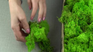 Dengeli yosunlu el yapımı. Ren geyiği yosunuyla çalışma süreci. Dekoratif açık yeşil bitkileri düzelten kadın ellerinin yakın çekimi. Modern eko tarzını iç mekan olarak kabul et.