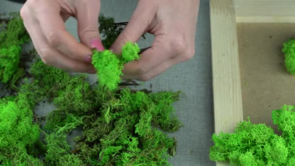 安定した苔で手作り トナカイのリチェンと一緒に働くプロセス 女性の手のクローズアップ装飾的な薄緑の植物の束を修正します コンセプトモダンエコスタイルインテリア — ストック動画