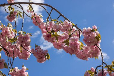 Bahar mevsiminde parkta sakura çiçekleri. Güneşli bir günde mavi gökyüzünün altındaki ağaçta pembe Japon kiraz çiçeklerinin güzel dalları. Flora desenli doğa dokusu arka planı.