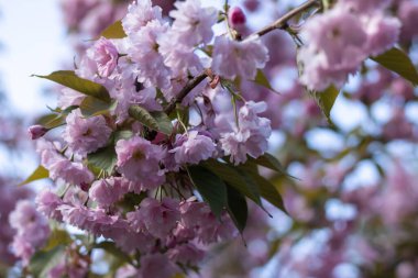 Bahar mevsiminde parkta sakura çiçekleri. Güneşli bir günde mavi gökyüzünün altındaki ağaçta pembe Japon kiraz çiçeklerinin güzel dalları. Flora desenli doğa dokusu arka planı.