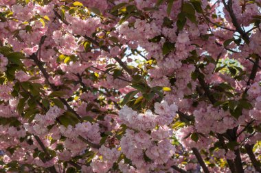 Bahar mevsiminde parkta sakura çiçekleri. Güneşli bir günde mavi gökyüzünün altındaki ağaçta pembe Japon kiraz çiçeklerinin güzel dalları. Flora desenli doğa dokusu arka planı.