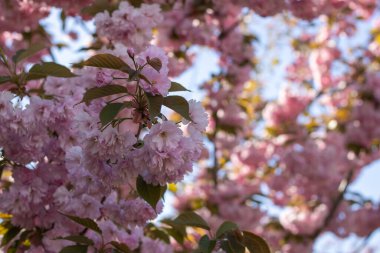 Bahar mevsiminde parkta sakura çiçekleri. Güneşli bir günde mavi gökyüzünün altındaki ağaçta pembe Japon kiraz çiçeklerinin güzel dalları. Flora desenli doğa dokusu arka planı.
