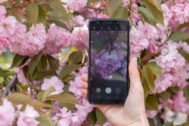 Kadının eli cep telefonunu tutuyor ve güzel çiçek sakura 'nın fotoğrafını çekiyor. Akıllı telefon Japon kiraz ağacını vurdu. Ekranda pembe çiçekler var. Cep telefonundaki ekran görüntüsü.