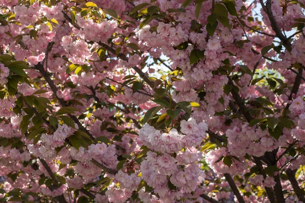 Sakura Bloeit Het Voorjaar Het Park Prachtige Takken Van Roze — Stockfoto
