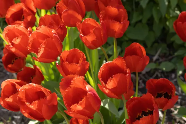 Vackra Blommande Klarröda Tulpaner Rabatten Stadens Trädgård Vår Påsk Blomma — Stockfoto