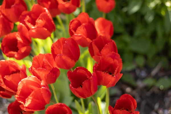 Vackra Blommande Klarröda Tulpaner Rabatten Stadens Trädgård Vår Påsk Blomma — Stockfoto