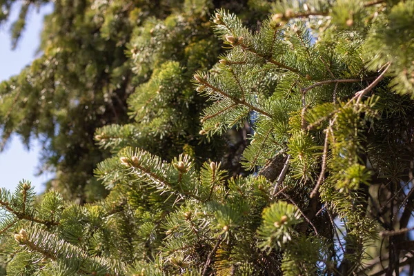 Groene Naaldbomen Verse Sparren Achtergrond Blauwe Lucht Foto Naalden Boom — Stockfoto