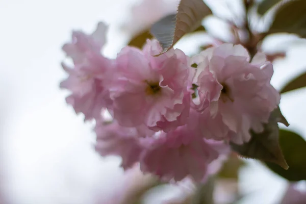 Sakura Bloeit Het Voorjaar Het Park Prachtige Takken Van Roze — Stockfoto