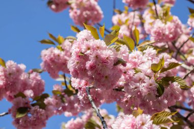 Bahar mevsiminde parkta sakura çiçekleri. Güneşli bir günde mavi gökyüzünün altındaki ağaçta pembe Japon kiraz çiçeklerinin güzel dalları. Flora desenli doğa dokusu arka planı.