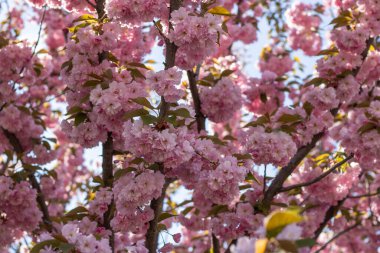 Bahar mevsiminde parkta sakura çiçekleri. Güneşli bir günde mavi gökyüzünün altındaki ağaçta pembe Japon kiraz çiçeklerinin güzel dalları. Flora desenli doğa dokusu arka planı.