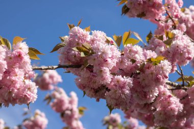 Bahar mevsiminde parkta sakura çiçekleri. Güneşli bir günde mavi gökyüzünün altındaki ağaçta pembe Japon kiraz çiçeklerinin güzel dalları. Flora desenli doğa dokusu arka planı.