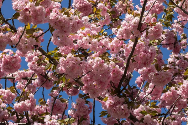Bahar mevsiminde parkta sakura çiçekleri. Güneşli bir günde mavi gökyüzünün altındaki ağaçta pembe Japon kiraz çiçeklerinin güzel dalları. Flora desenli doğa dokusu arka planı.
