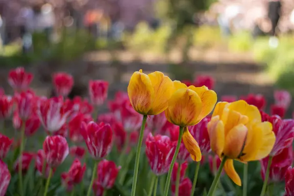 Şehir bahçesindeki çiçek tarhında çiçek açan güzel pembe ve sarı laleler. İlkbahar Paskalya çiçeği arka planı. Doğada bahar zamanı güzellik.