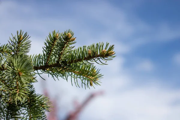 Green Coniferous Branches Fresh Spruce Background Blue Sky Photo Needles — Stock Photo, Image