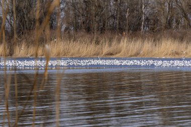 Donmuş nehirde büyük bir grup martı. Dalgalanan suda martı. Sürü kuşları kasvetli bahar gününde uçar, çığlık atar ve balık yer. Kıyıda kuru sazlıklar. Vahşi doğada kuş yaşamı.