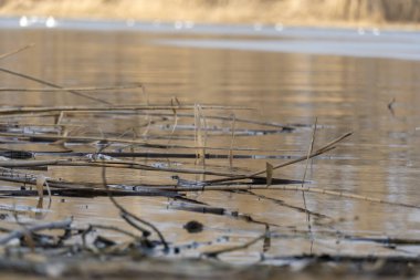 Kıyıdaki nehirde yakın çekim kuru sazlıklar. Bataklıklardaki kahverengi bastonlara bak. Suda hızlı yansıma. Doğa bitkileri büyüyor..