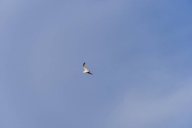 Rivermartı mavi gökyüzünde yükselir. Martı kanatları rüzgara karşı genişçe açılır. Vahşi doğada kuş yaşamı. Özgürlük kavramı.