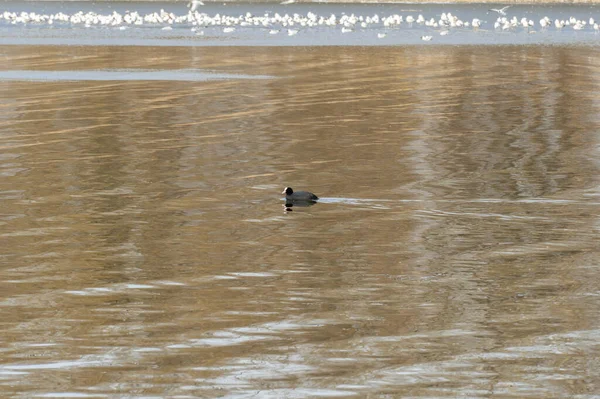 Pequenas Aves Aquáticas Patos Selvagens Nadam Rio Pássaro Com Penas — Fotografia de Stock