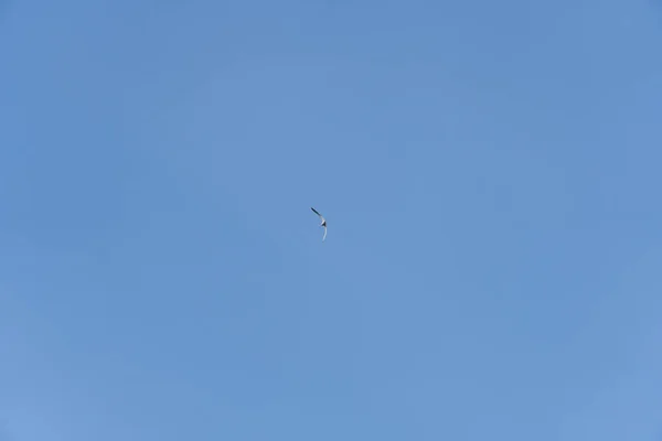 Ρίβεργκαλ Πετάει Ψηλά Στον Γαλάζιο Ουρανό Φτερά Του Γλάρου Ανοίγουν — Φωτογραφία Αρχείου