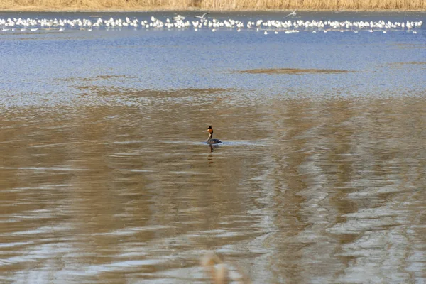 Pato Selvagem Nada Rio Pássaro Dianteiro Dois Tufos Escuros Penas — Fotografia de Stock