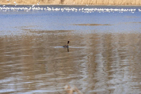 Pato Selvagem Nada Rio Pássaro Dianteiro Dois Tufos Escuros Penas — Fotografia de Stock