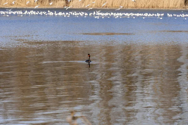 Wildenten Schwimmen Fluss Auf Dem Kopf Vogel Von Zwei Dunklen — Stockfoto