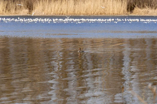 川の中で野生のアヒルの水泳 羽と赤い首の2つの暗い房の鳥の頭の上に 逮捕されたグレービー ポディセプス 自然の中での鳥の生活 海岸や氷の上の乾燥葦 — ストック写真