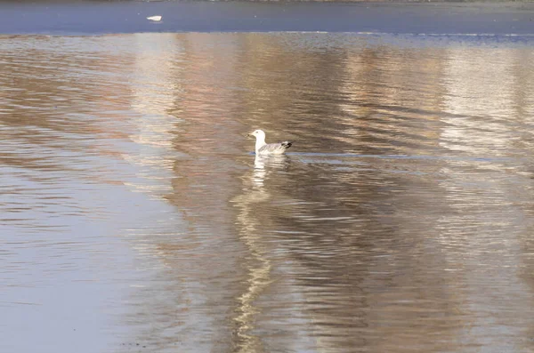 Dalgalanan suda martı. Nehirdeki kasvetli bahar gününde kuşlar balık yer. Vahşi doğada kuş yaşamı.