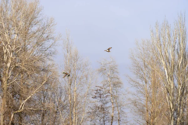 Two Mallard Ducks Flying Background Trees Blue Sky Bright Beautiful — Stock Photo, Image