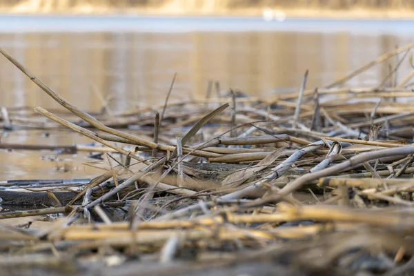 Kıyıdaki nehirde yakın çekim kuru sazlıklar. Bataklıklardaki kahverengi bastonlara bak. Suda hızlı yansıma. Doğa bitkileri büyüyor..