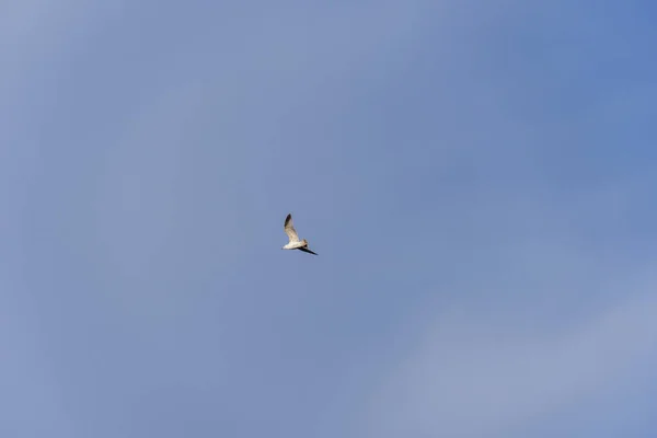 Mewa Rzeczna Wznosi Się Wysoko Błękitnym Niebie Mewa Rozpościera Skrzydła — Zdjęcie stockowe