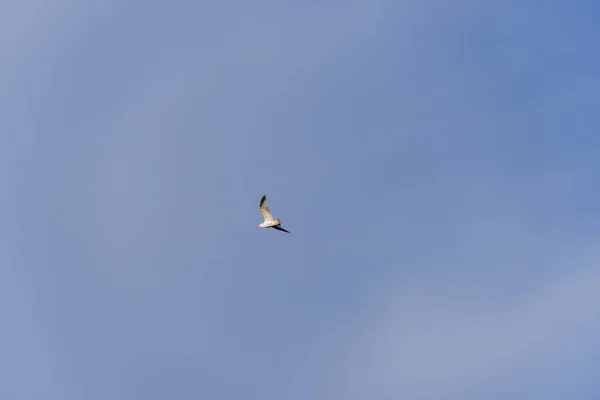 Rivergull Soars High Blue Sky Seagull Fly Wings Spread Wide — Stock Photo, Image