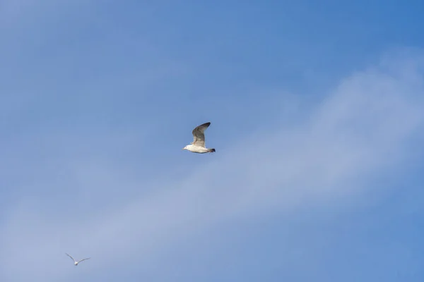 Ρίβεργκαλ Πετάει Ψηλά Στον Γαλάζιο Ουρανό Φτερά Του Γλάρου Ανοίγουν — Φωτογραφία Αρχείου