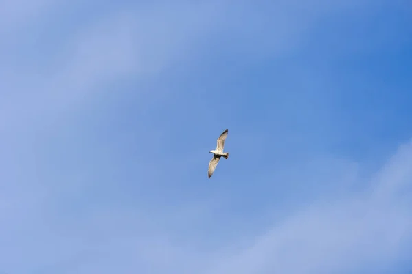 Rivergull Ragt Hoch Den Blauen Himmel Möwenflügel Breiten Sich Wind — Stockfoto