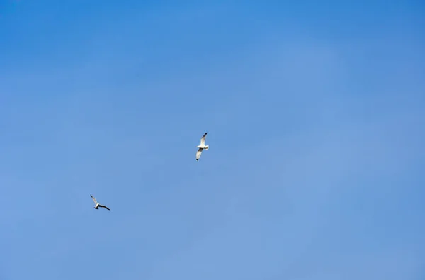 Rivergull Ragt Hoch Den Blauen Himmel Möwenflügel Breiten Sich Wind — Stockfoto