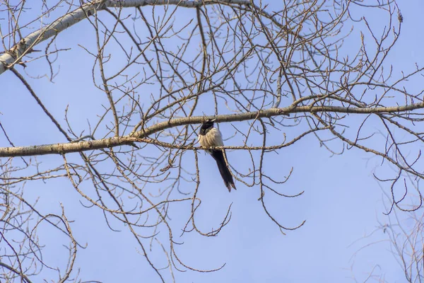 Magpie Sits Branches Tree Park Blue Sky Background Black White — ストック写真