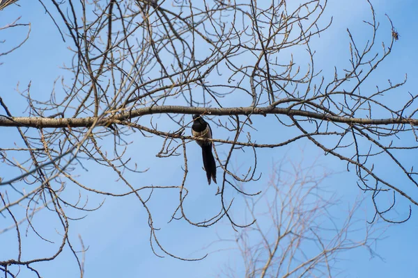 喜鹊坐在公园蓝天背景的树枝上 黑白鸟观察大自然的野生生物 长长的尾巴和美丽的翅膀 春天唤醒过街老鼠 — 图库照片