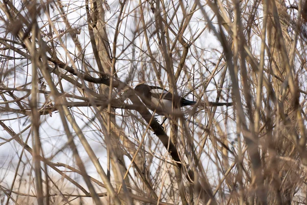 Pie Est Assise Sur Les Branches Arbre Dans Fond Bleu — Photo