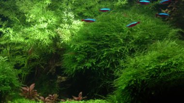Küçük parlak neonlar. Akvaryumda yüzen sürü halinde güzel balıklar. Doğa bitkileriyle dolu tatlı su tankı. Yeşil yosun eğreltiotu ve yosun yetiştiriyorlar. Su altı dünyasının sakin sahneleri ve rahatlama.