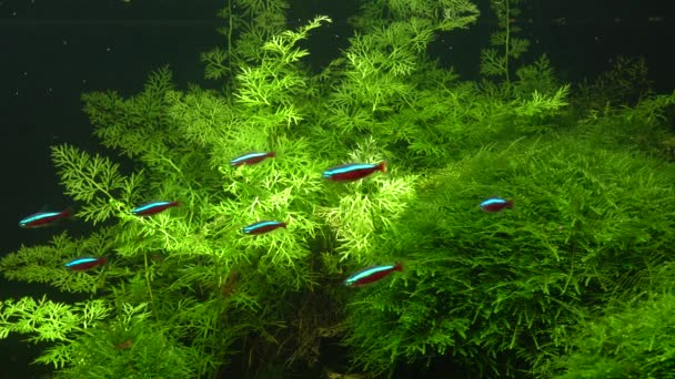 Kleine Heldere Neons Kudde Groep Prachtige Vissen Zwemmen Het Aquarium — Stockvideo