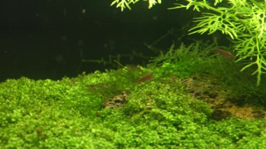 Akvaryumdaki küçük şeffaf karidesler. Yeşil çimenlerde yürüyen güzel kabukluları toplayın. Bacaklarını temizleyin ve yemek yiyin. Eğreltiotu ve yosunlu tatlı su tankı. Su altı dünyasının sakin sahneleri ve rahatlama.