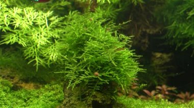 Akvaryumdaki küçük şeffaf karidesler. Yeşil çimenlerde yürüyen güzel kabukluları toplayın. Bacaklarını temizleyin ve yemek yiyin. Eğreltiotu ve yosunlu tatlı su tankı. Su altı dünyasının sakin sahneleri ve rahatlama.